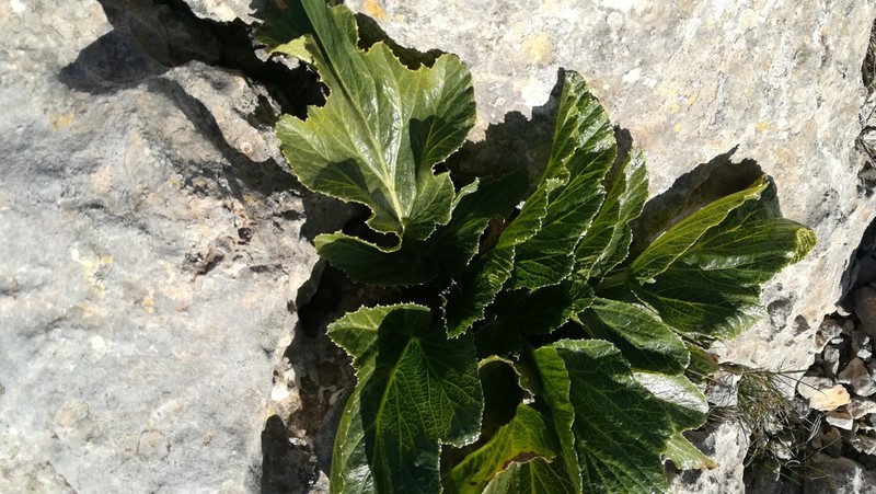 Pastinaca lucida photo 8