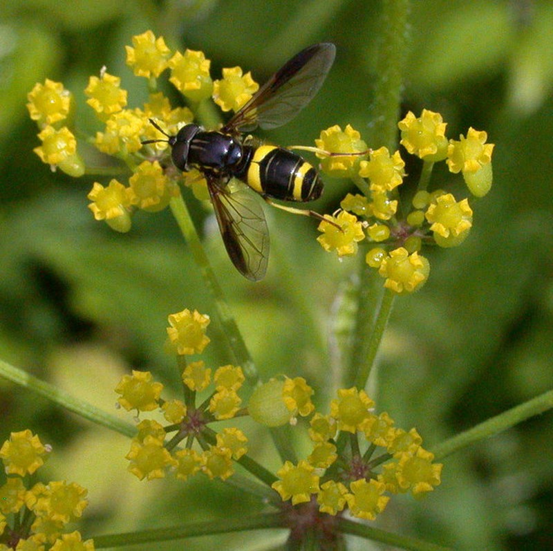 Wild Parsnip photo 5