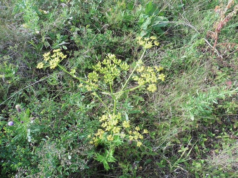 Wild Parsnip photo 6