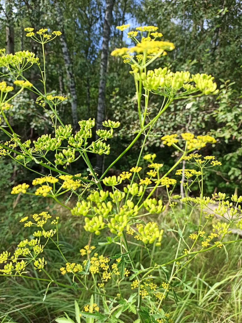 Wild Parsnip photo 2