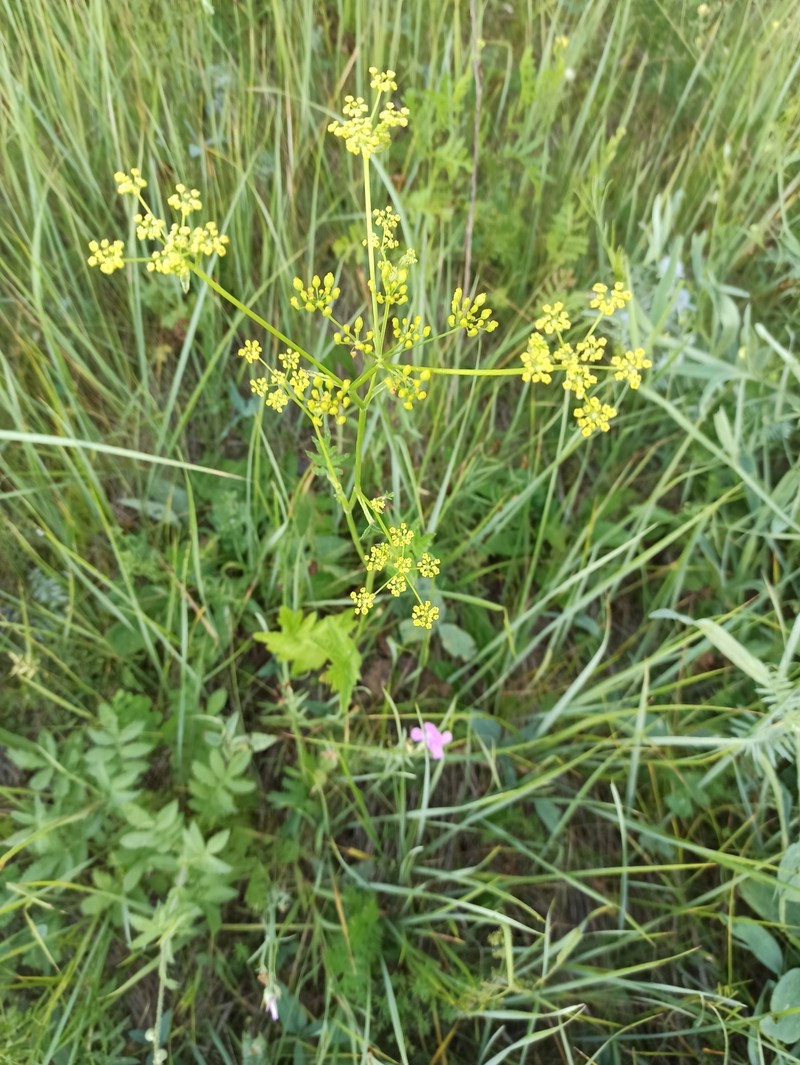 Wild Parsnip photo 3