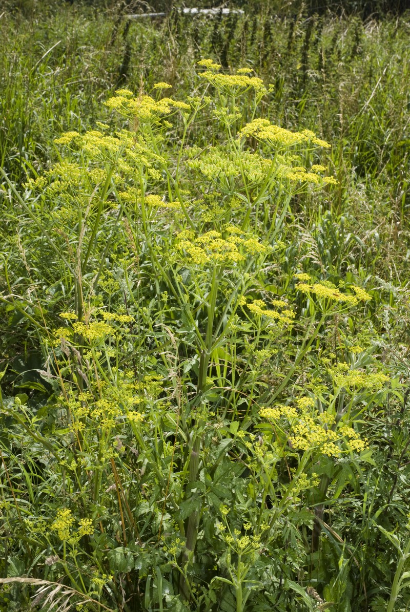 Wild Parsnip photo 4