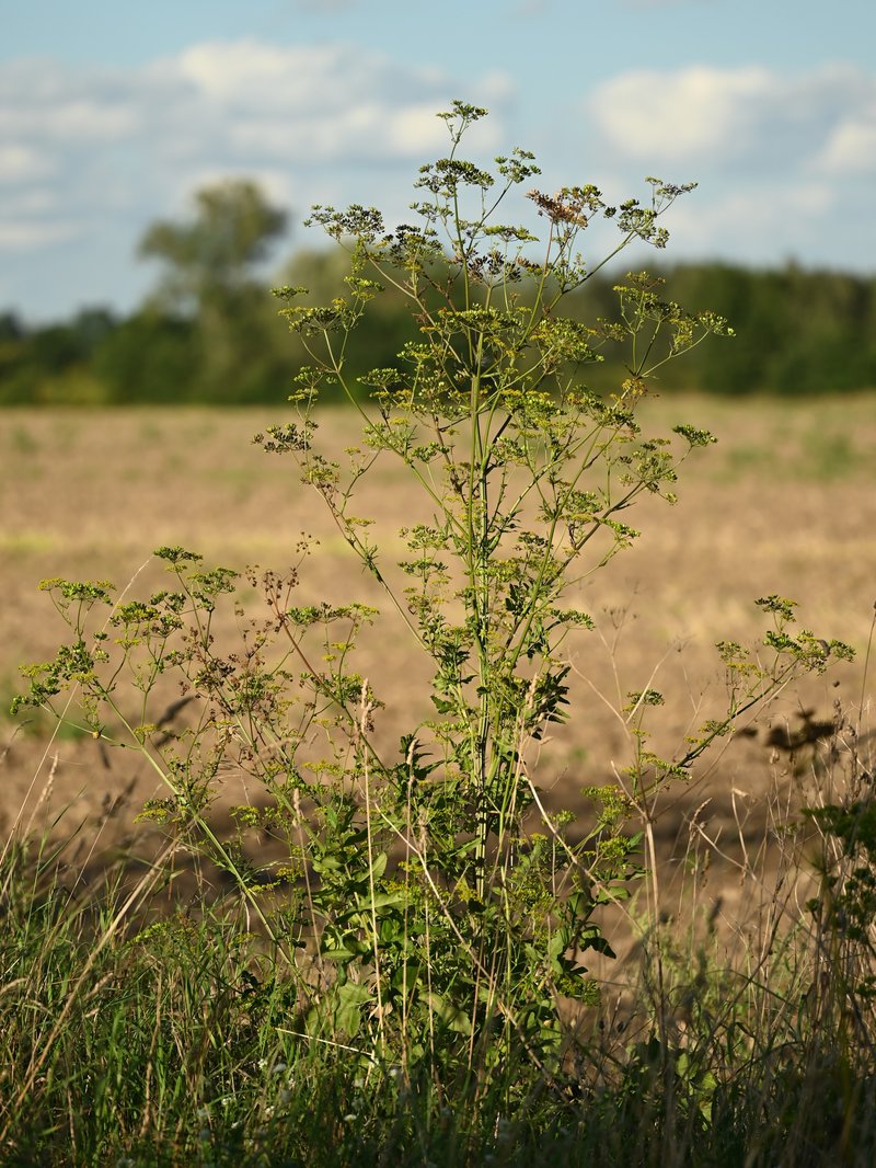 Wild Parsnip photo 7