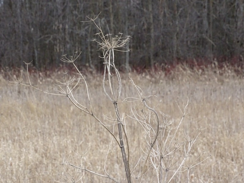 Wild Parsnip photo 8