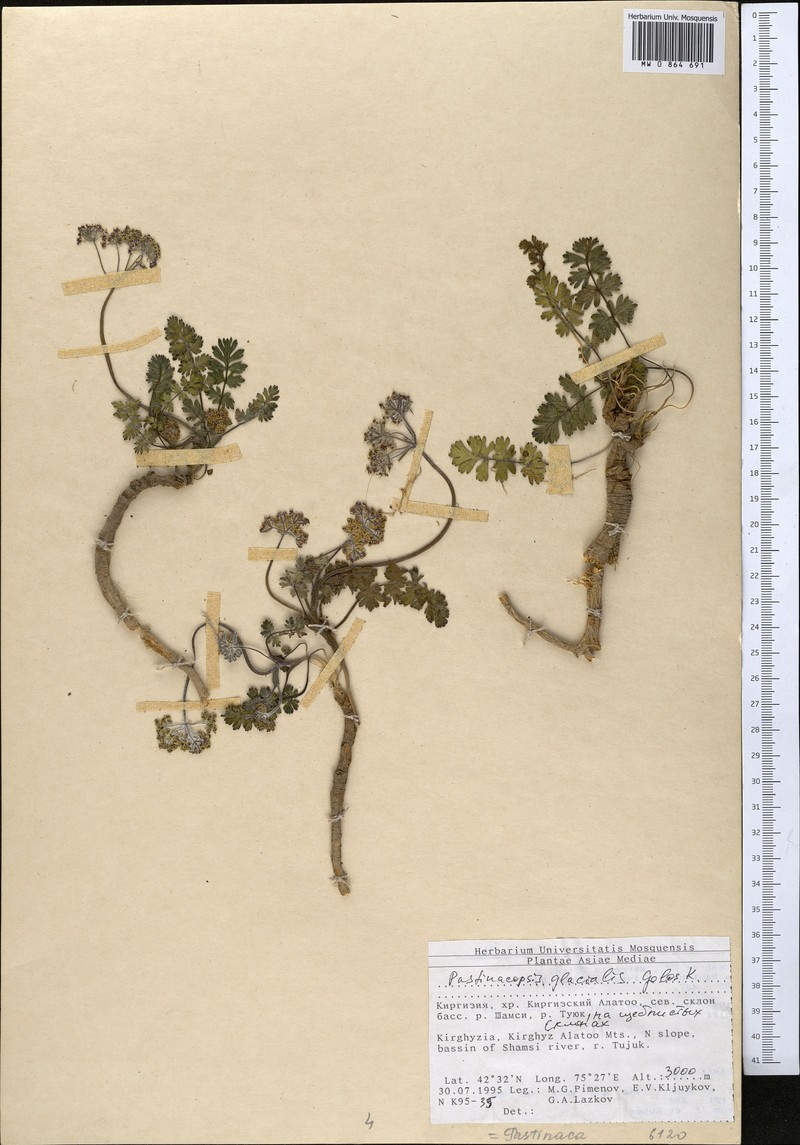 Pastinacopsis glacialis photo 2
