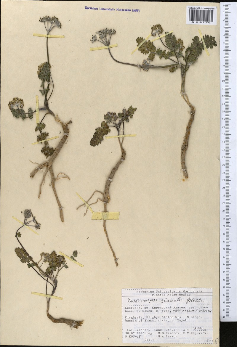 Pastinacopsis glacialis photo 3