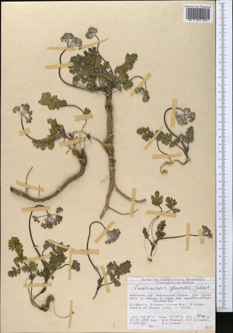Pastinacopsis glacialis photo 4