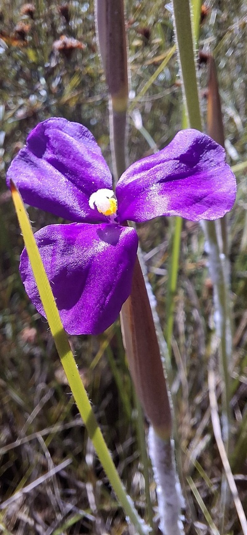 Patersonia rosea