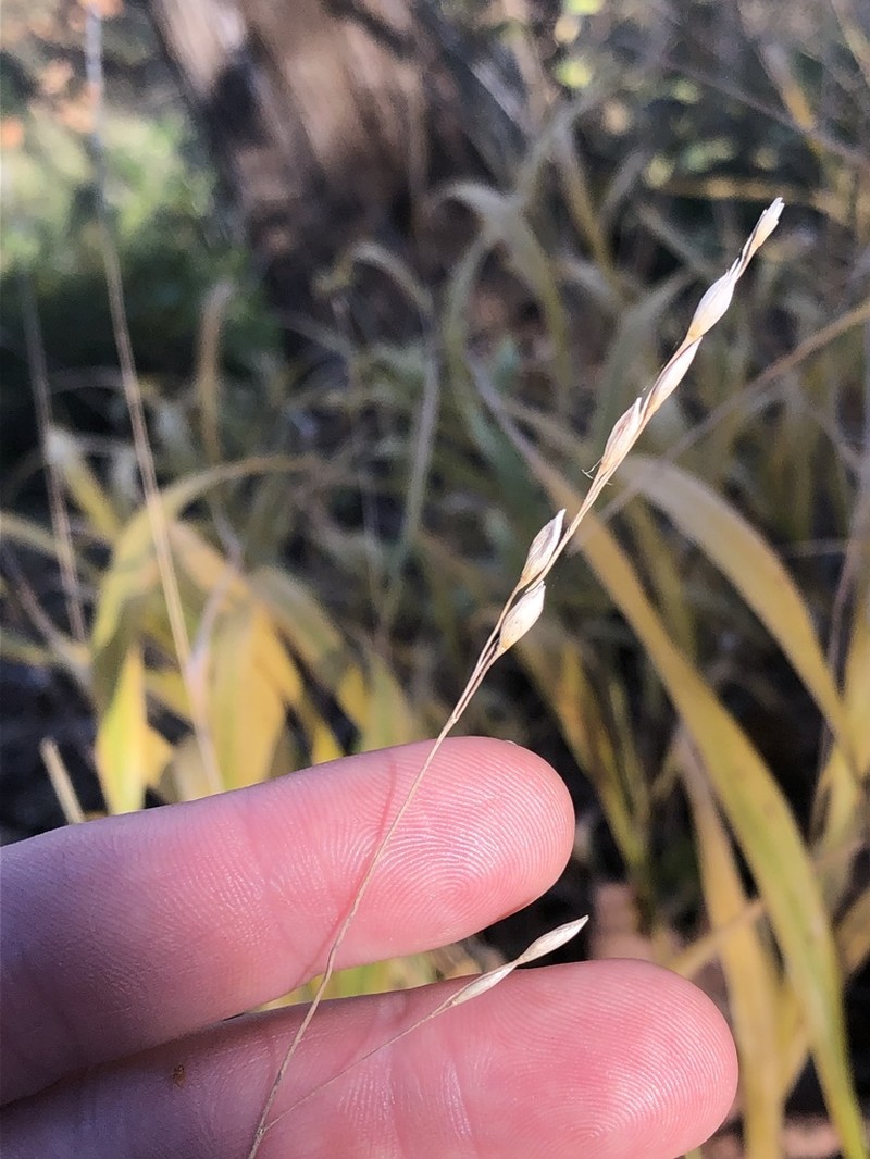 Blackseed Ricegrass