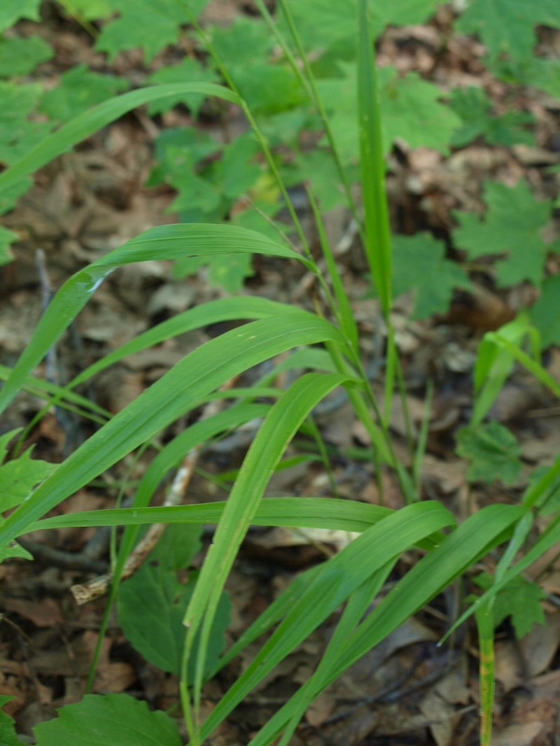 Blackseed Ricegrass photo 3