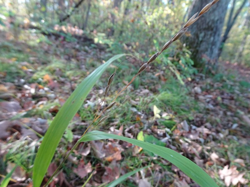 Blackseed Ricegrass photo 4