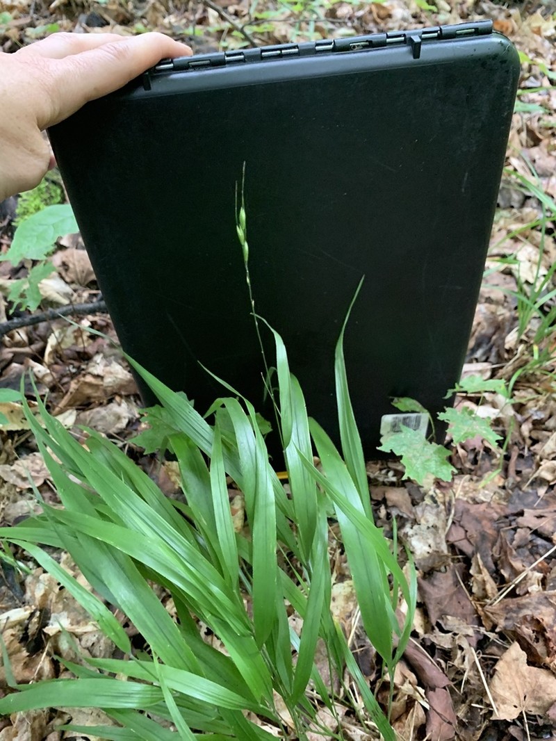 Blackseed Ricegrass photo 6