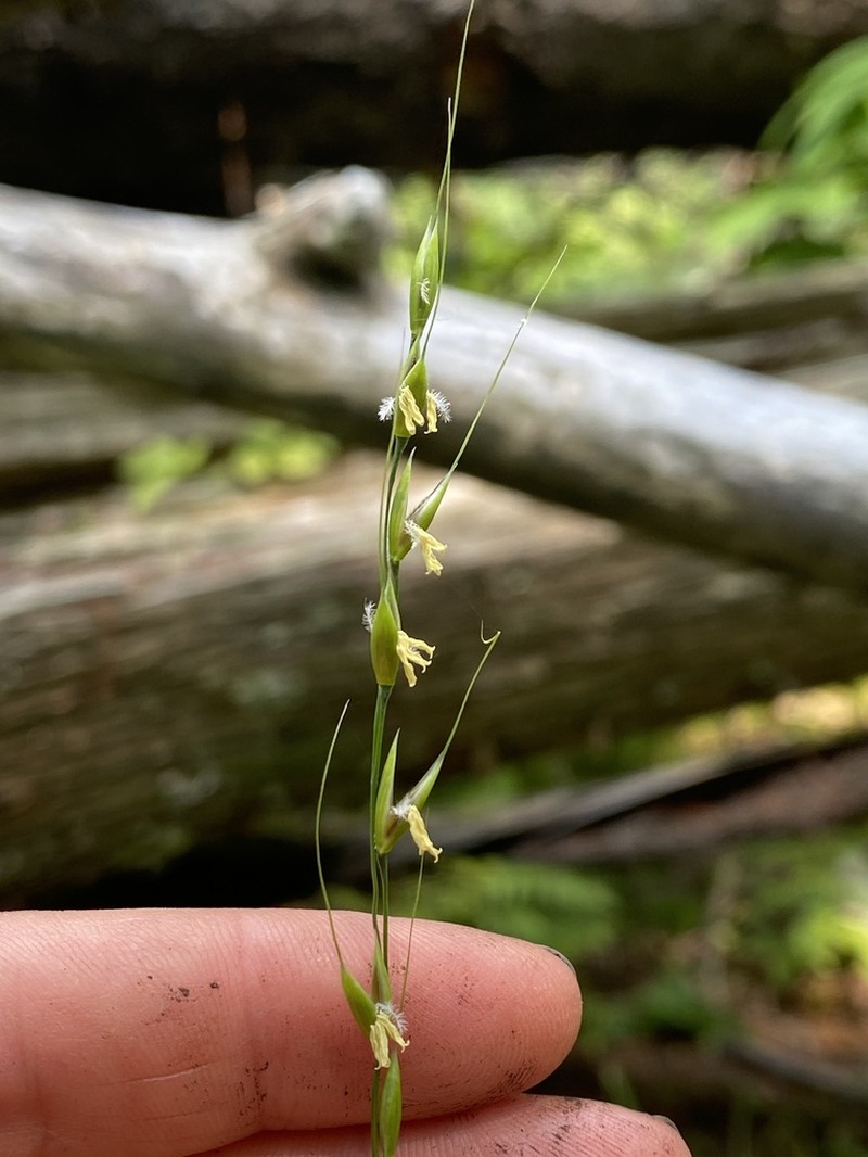 Blackseed Ricegrass photo 7
