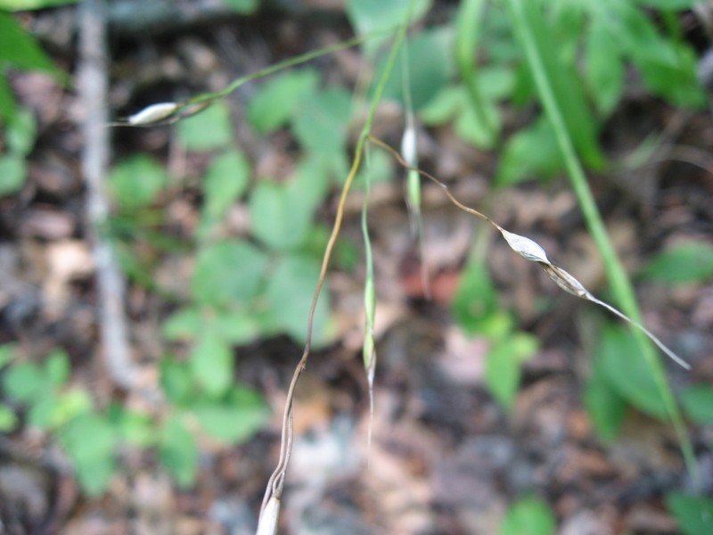 Blackseed Ricegrass photo 8