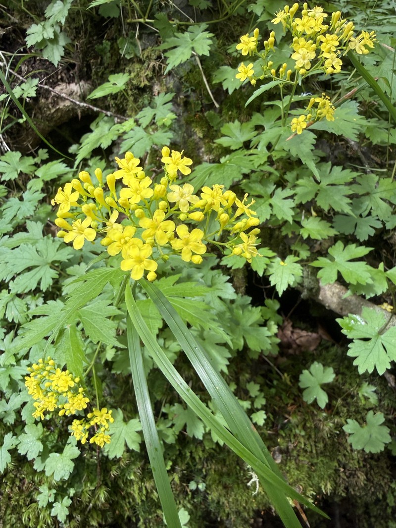 Patrinia triloba var. palmata