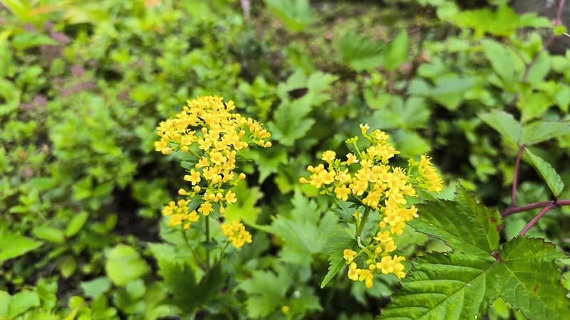 Patrinia triloba var. palmata photo 2
