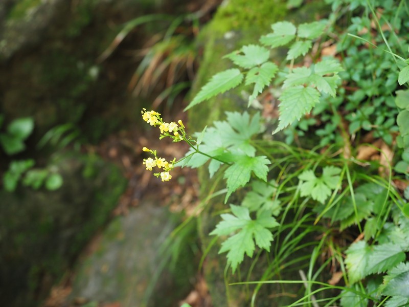 Patrinia triloba var. palmata photo 3