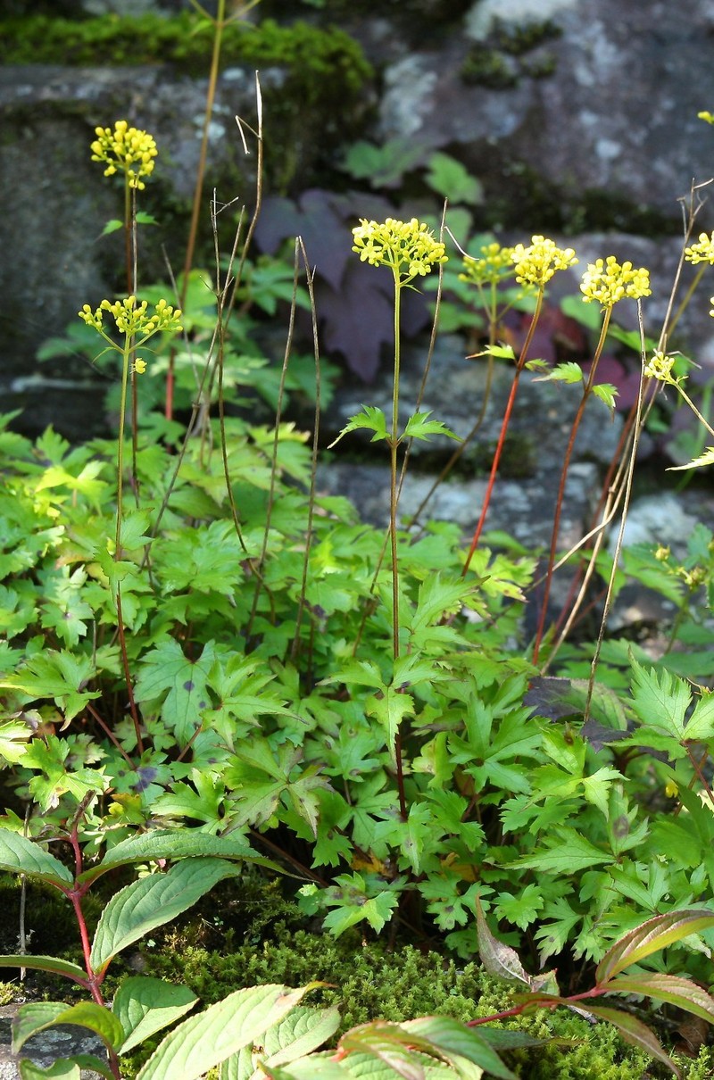 Patrinia triloba var. palmata photo 4