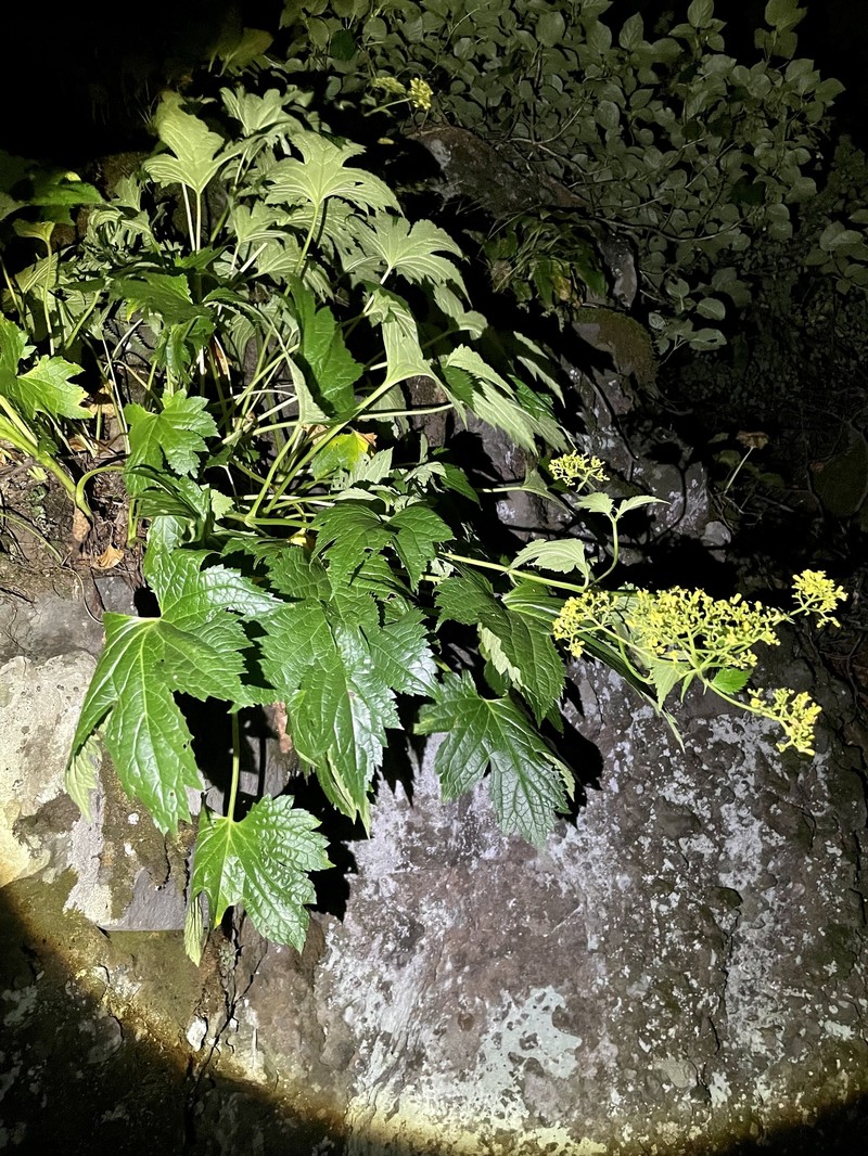 Patrinia triloba var. takeuchiana