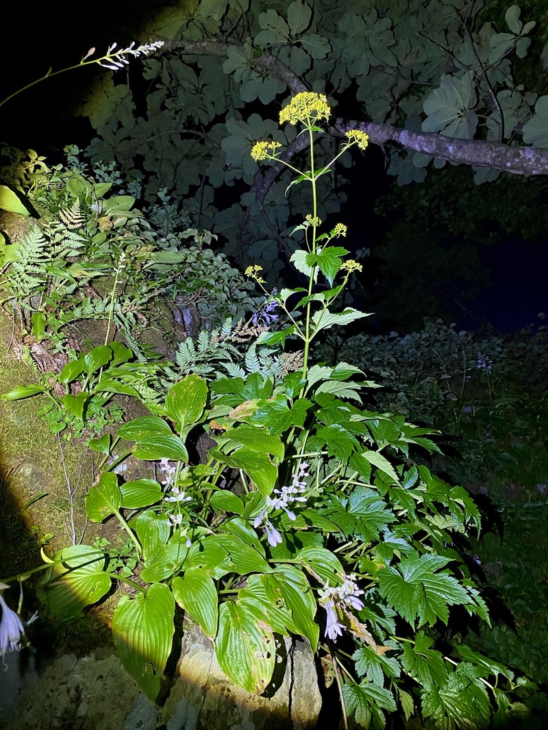 Patrinia triloba var. takeuchiana photo 2