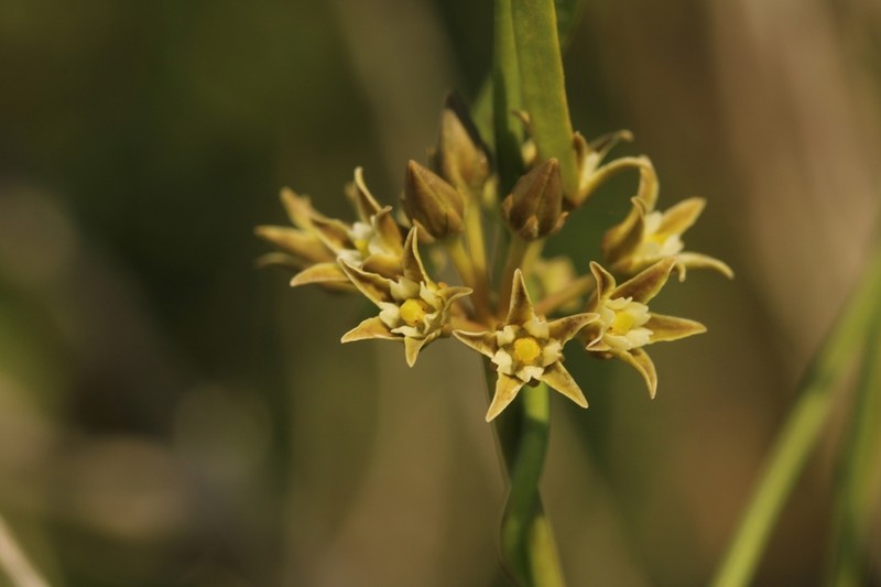 Gulf Coast Swallow-Wort