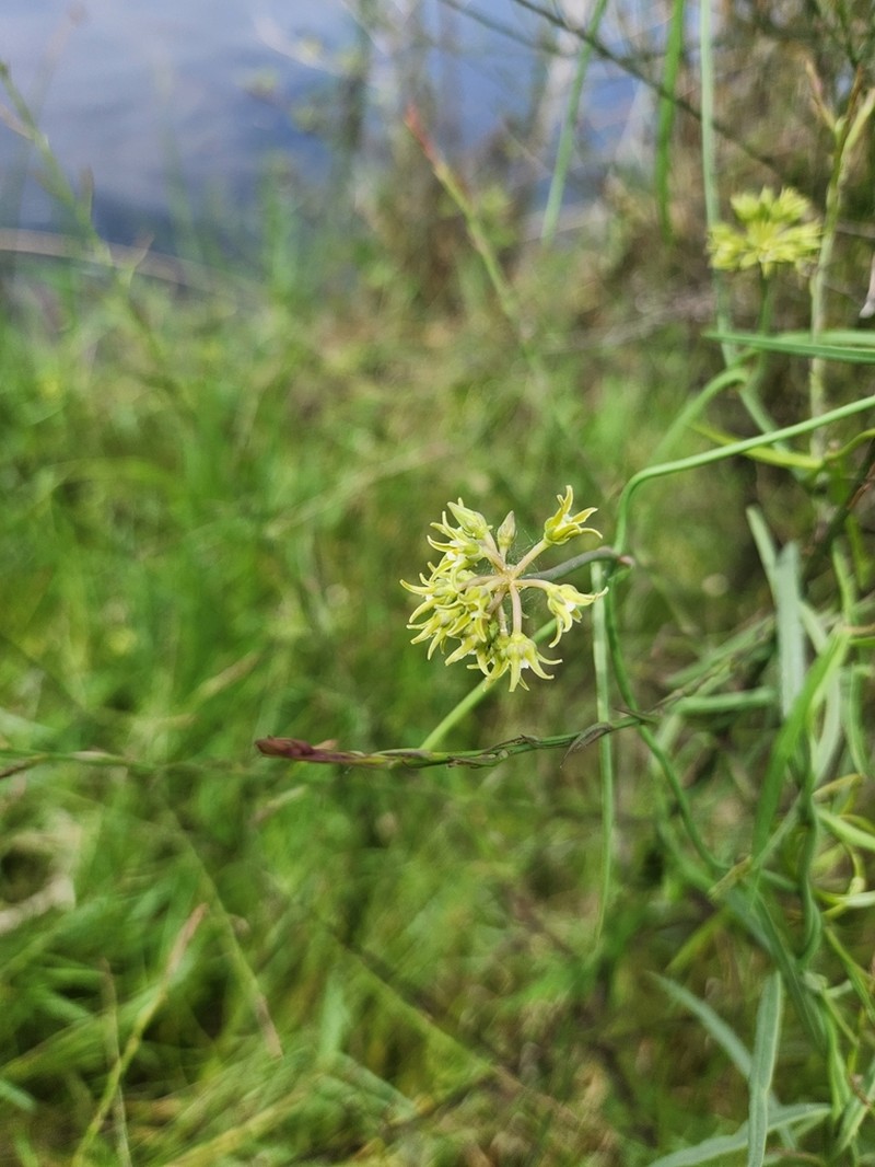 Gulf Coast Swallow-Wort photo 2