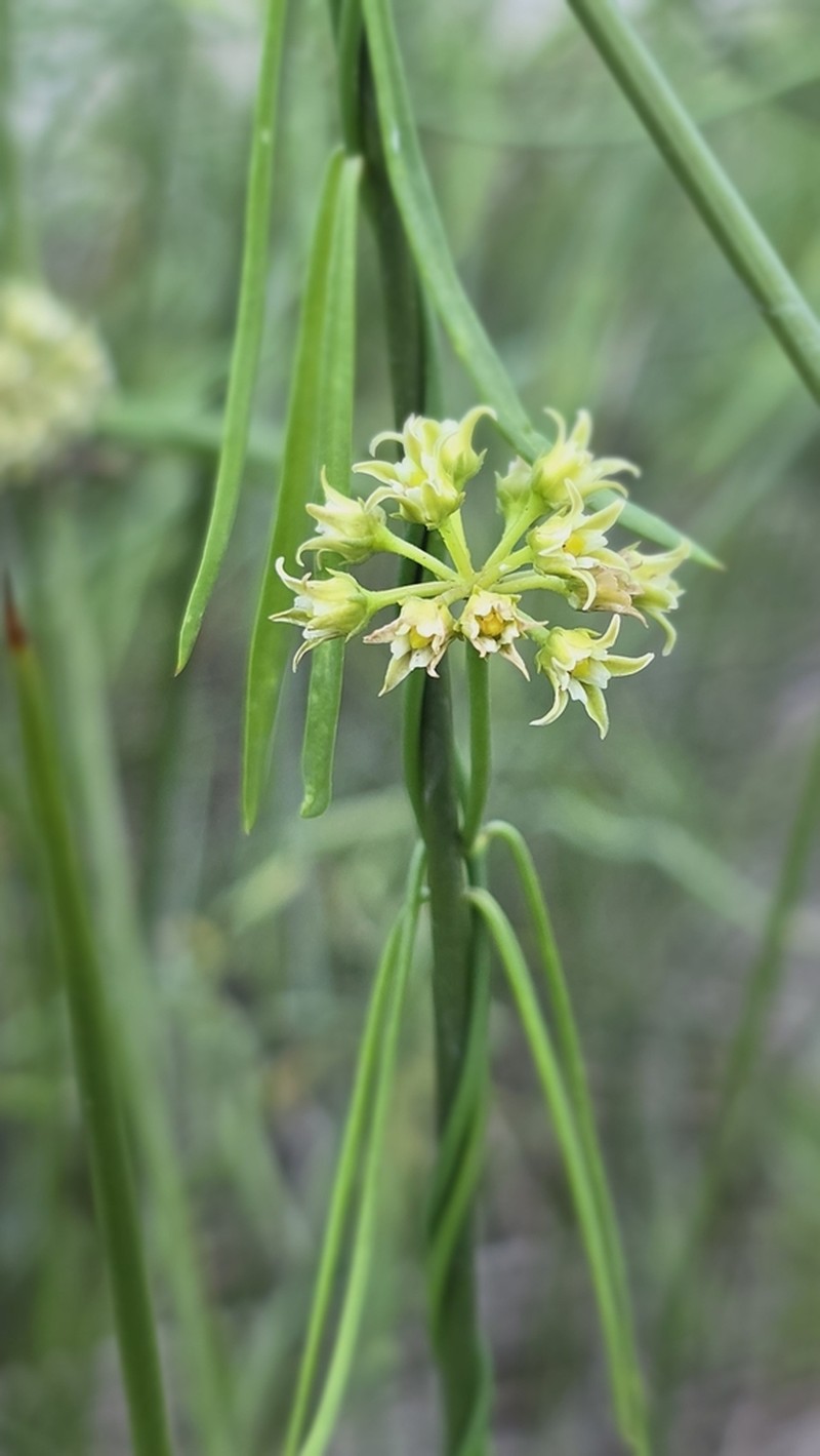 Gulf Coast Swallow-Wort photo 3