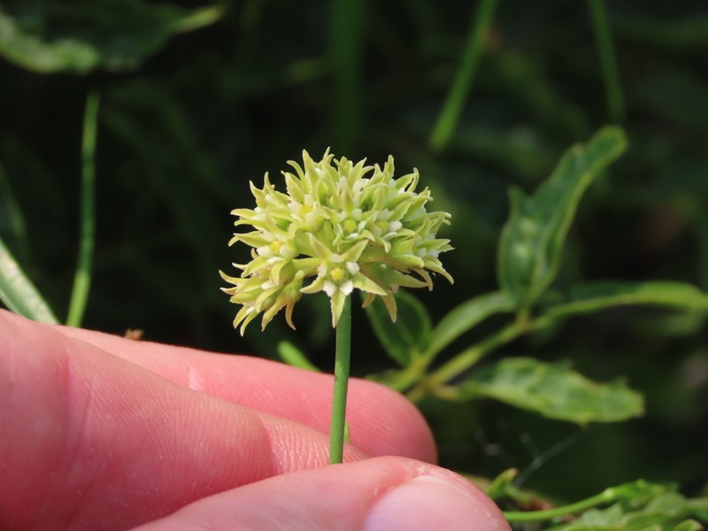 Gulf Coast Swallow-Wort photo 4