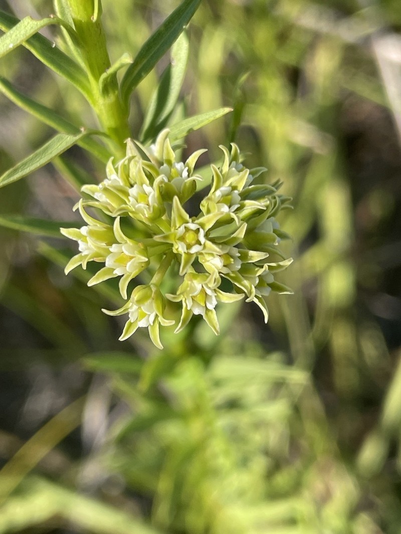 Gulf Coast Swallow-Wort photo 5