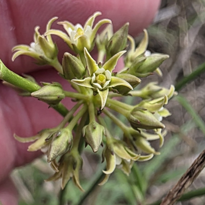 Gulf Coast Swallow-Wort photo 6