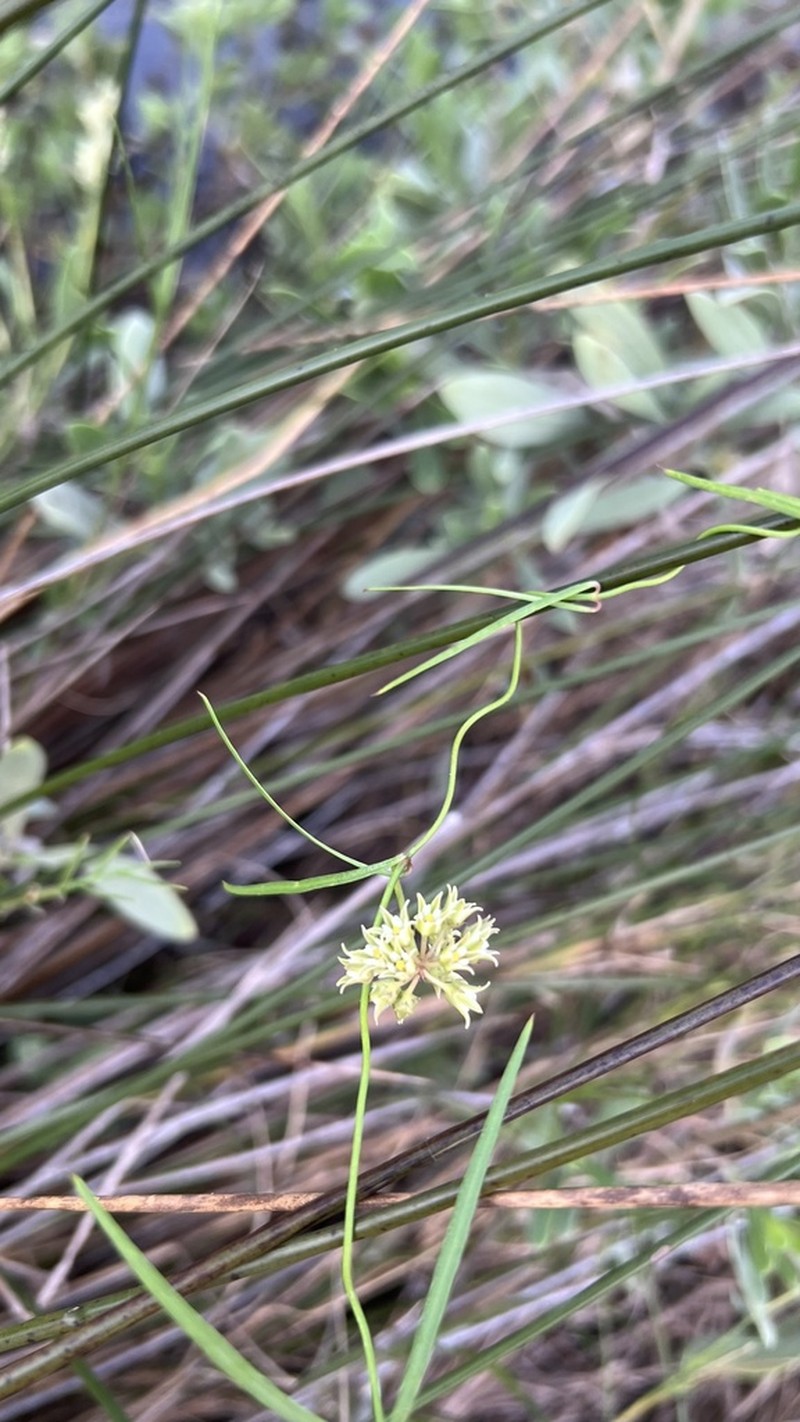 Gulf Coast Swallow-Wort photo 7