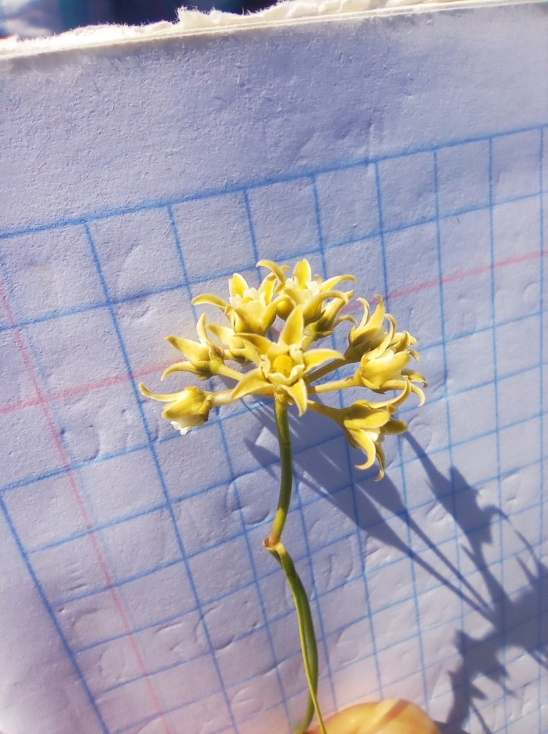 Gulf Coast Swallow-Wort photo 8