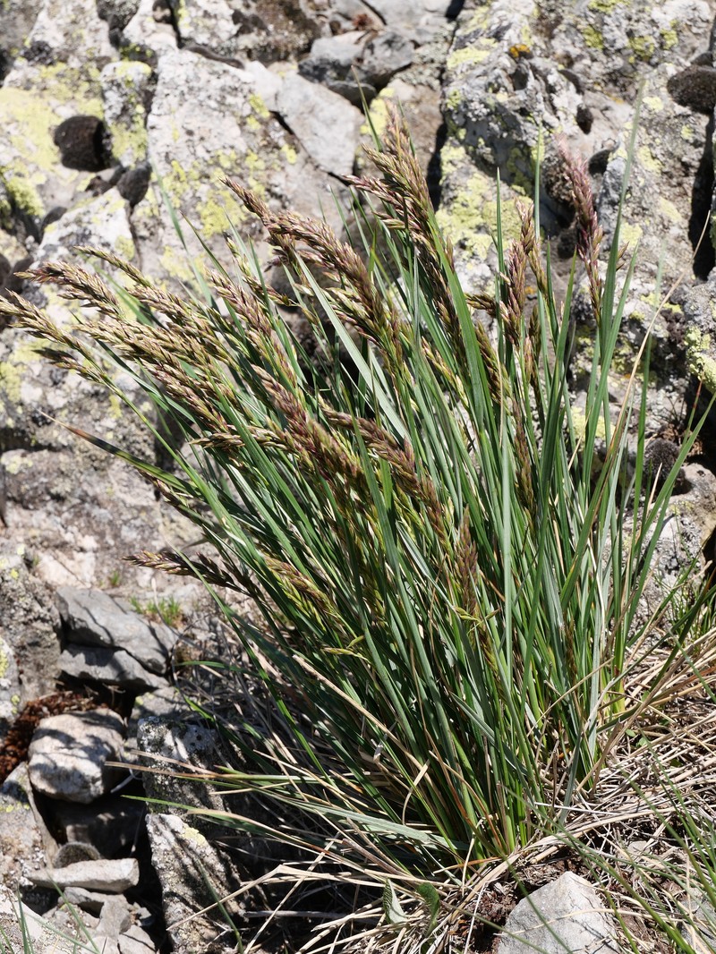 Patzkea paniculata subsp. paniculata