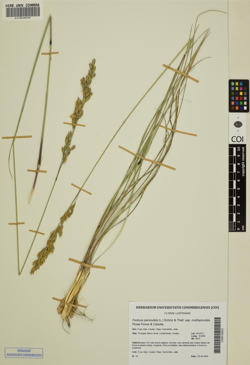 Patzkea paniculata subsp. paniculata photo 2