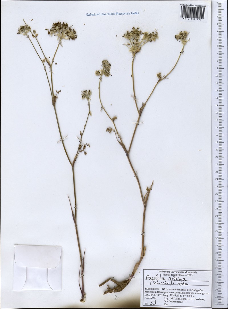 Paulita alpina
