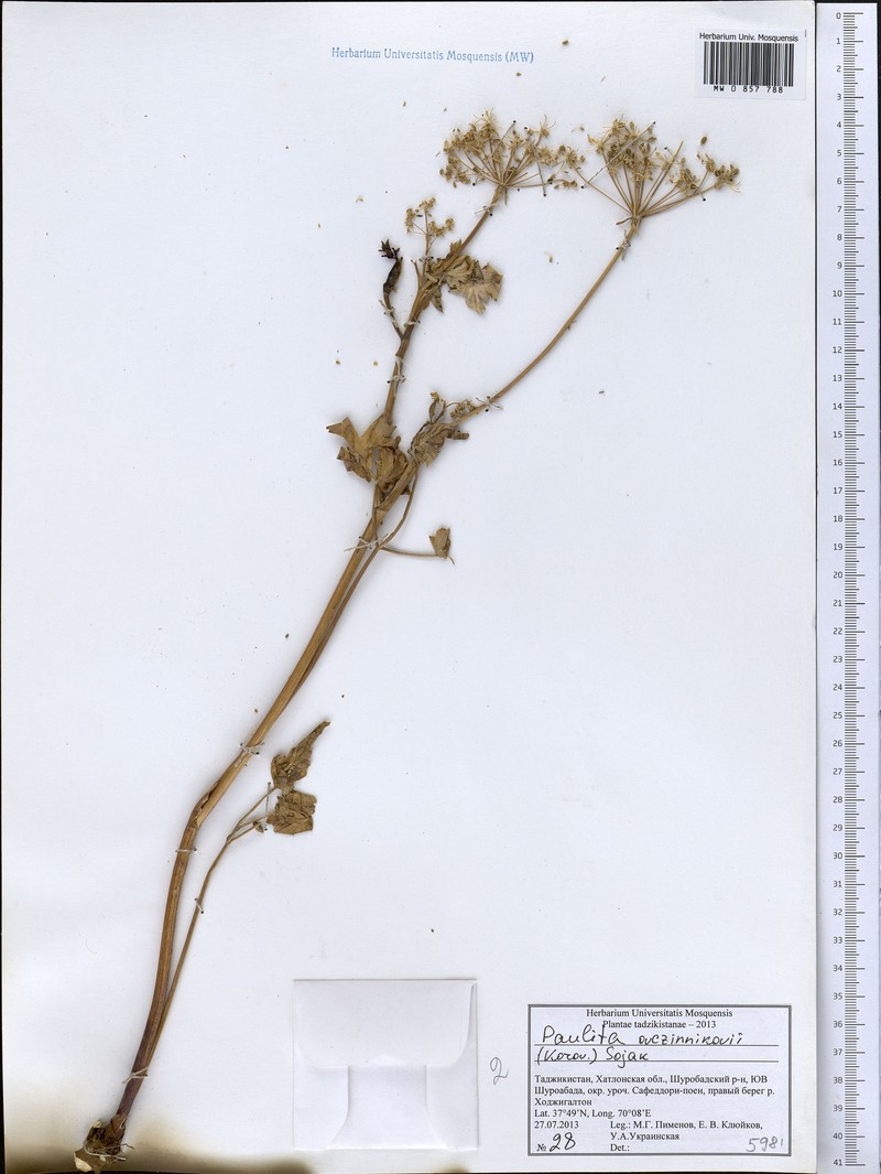 Paulita ovczinnikovii
