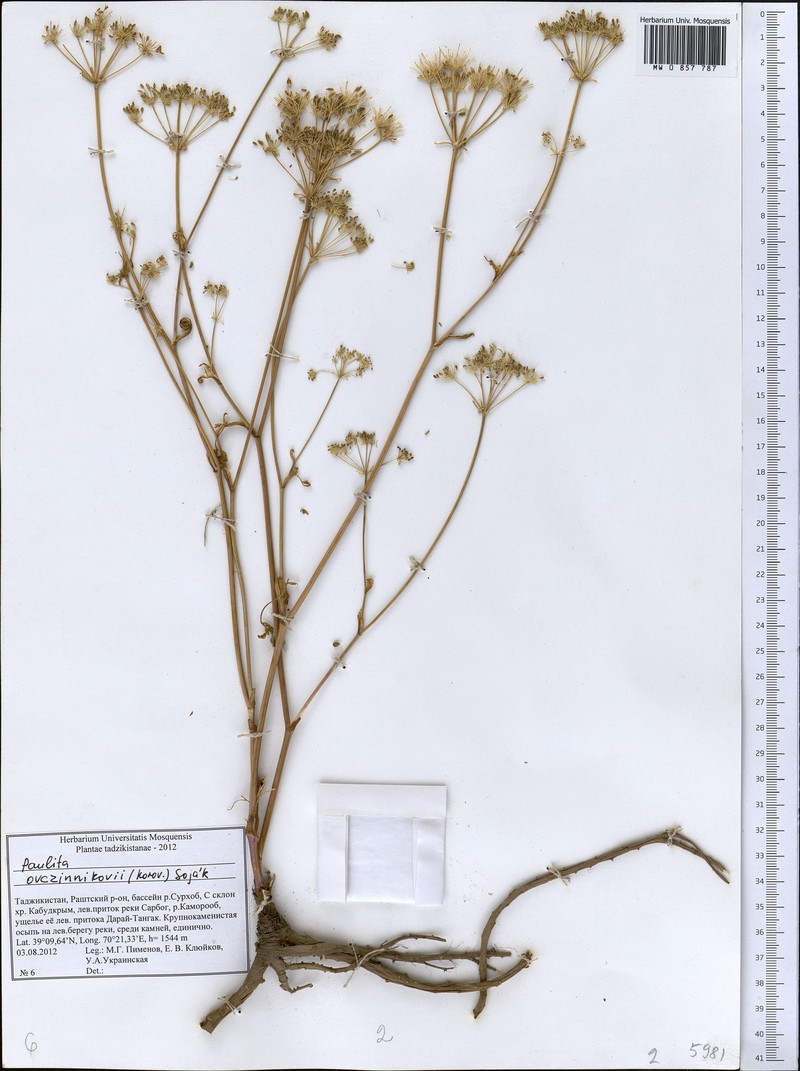 Paulita ovczinnikovii photo 2