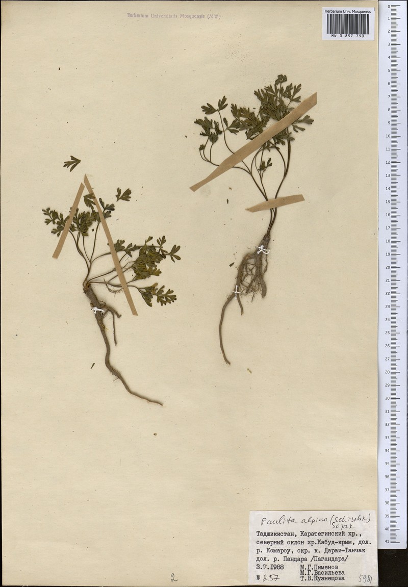 Paulita ovczinnikovii photo 3