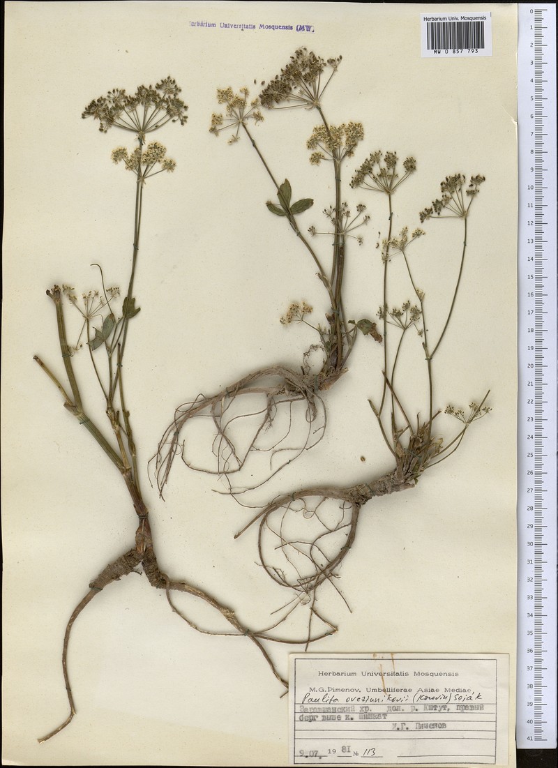 Paulita ovczinnikovii photo 4