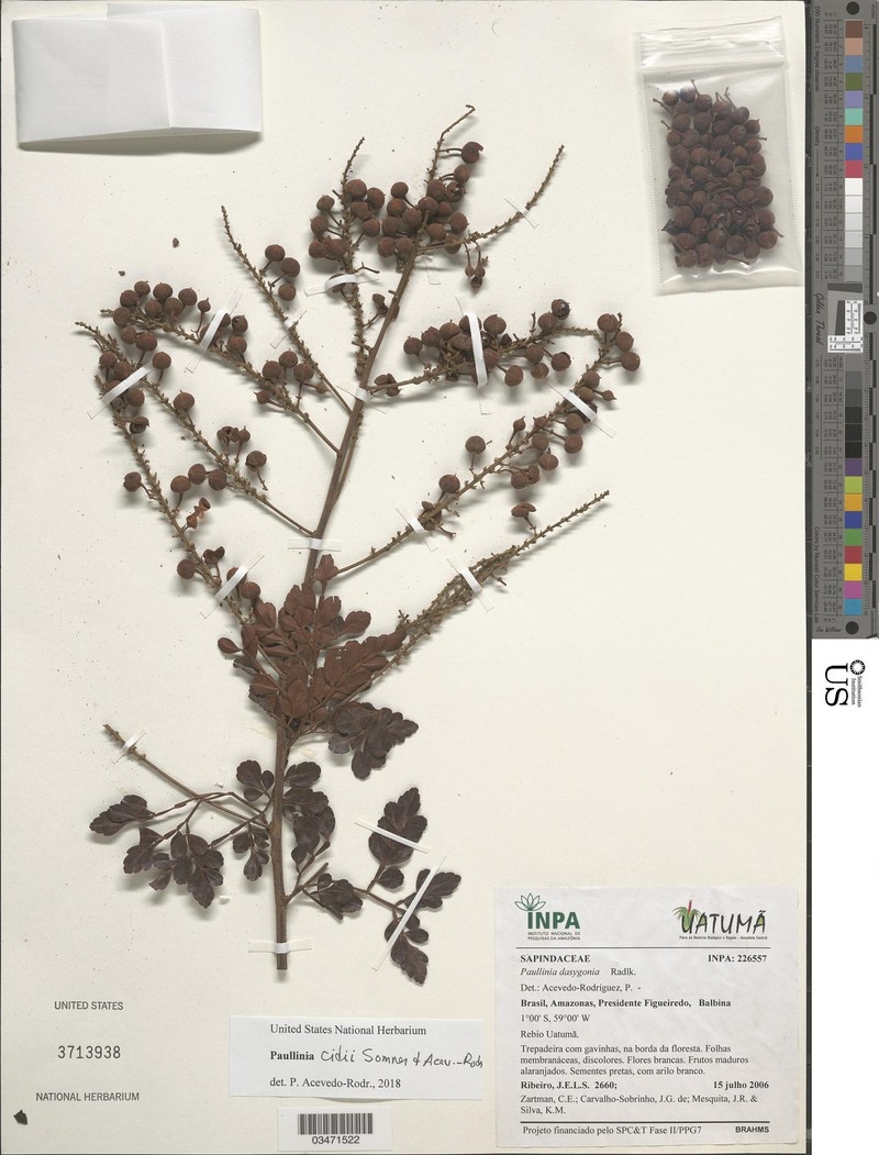 Paullinia cidii