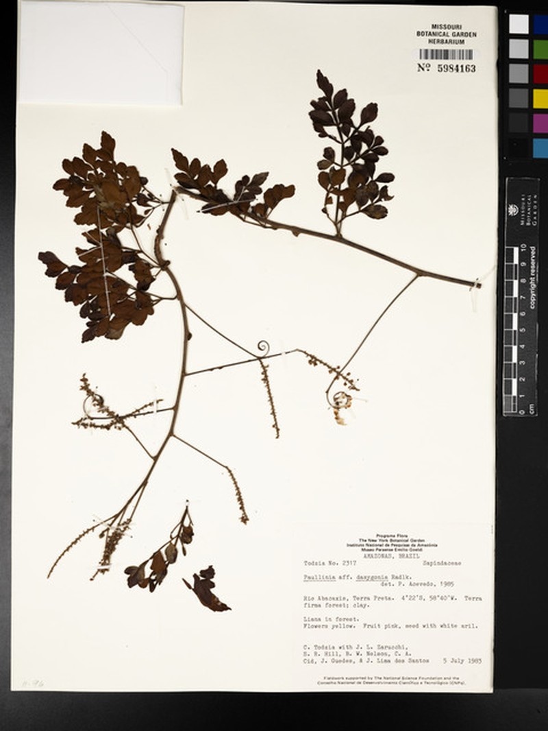 Paullinia cidii photo 2