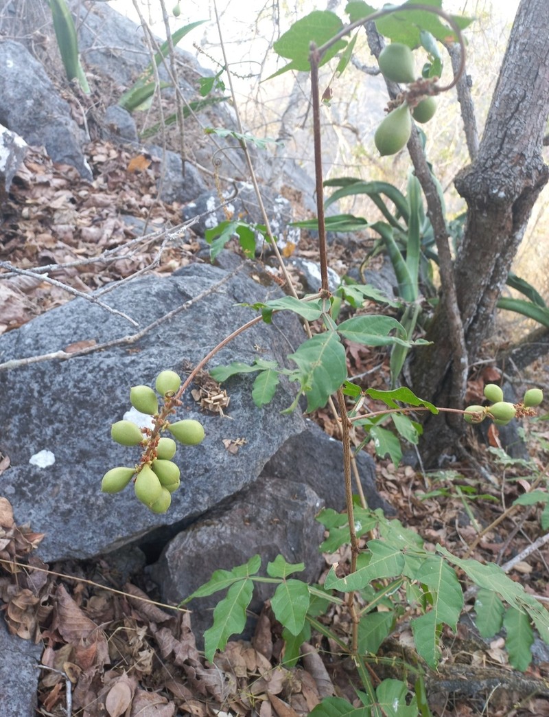 Paullinia clavigera var. clavigera photo 2