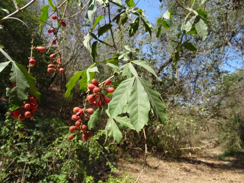 Paullinia clavigera var. clavigera photo 3