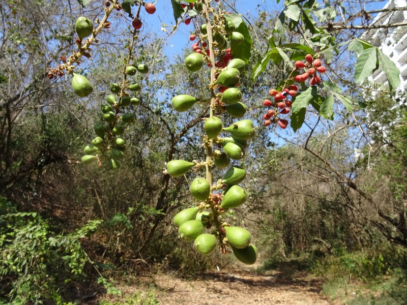 Paullinia clavigera var. clavigera photo 4