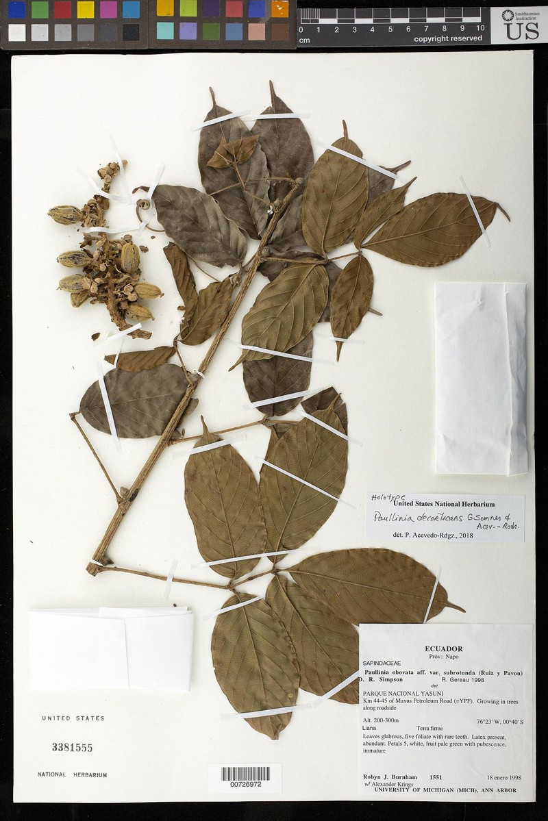 Paullinia decorticans