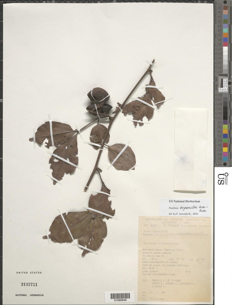 Paullinia degranvillei photo 2
