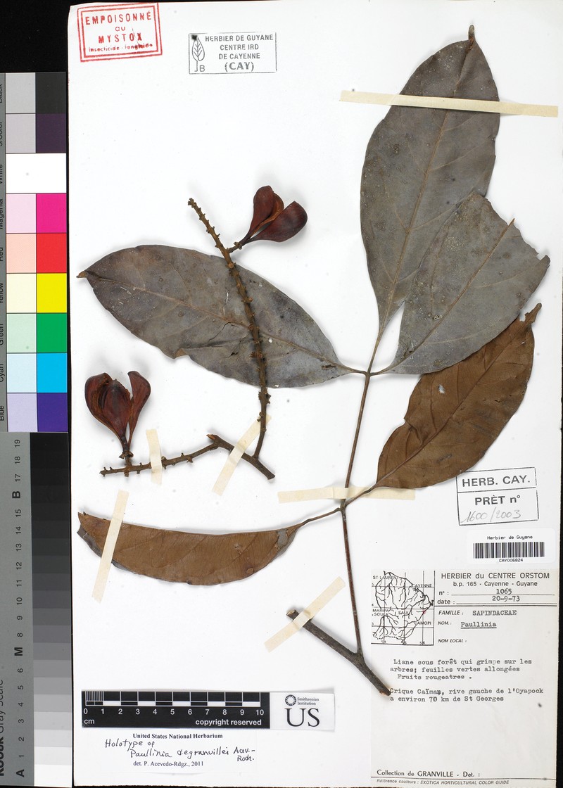 Paullinia degranvillei