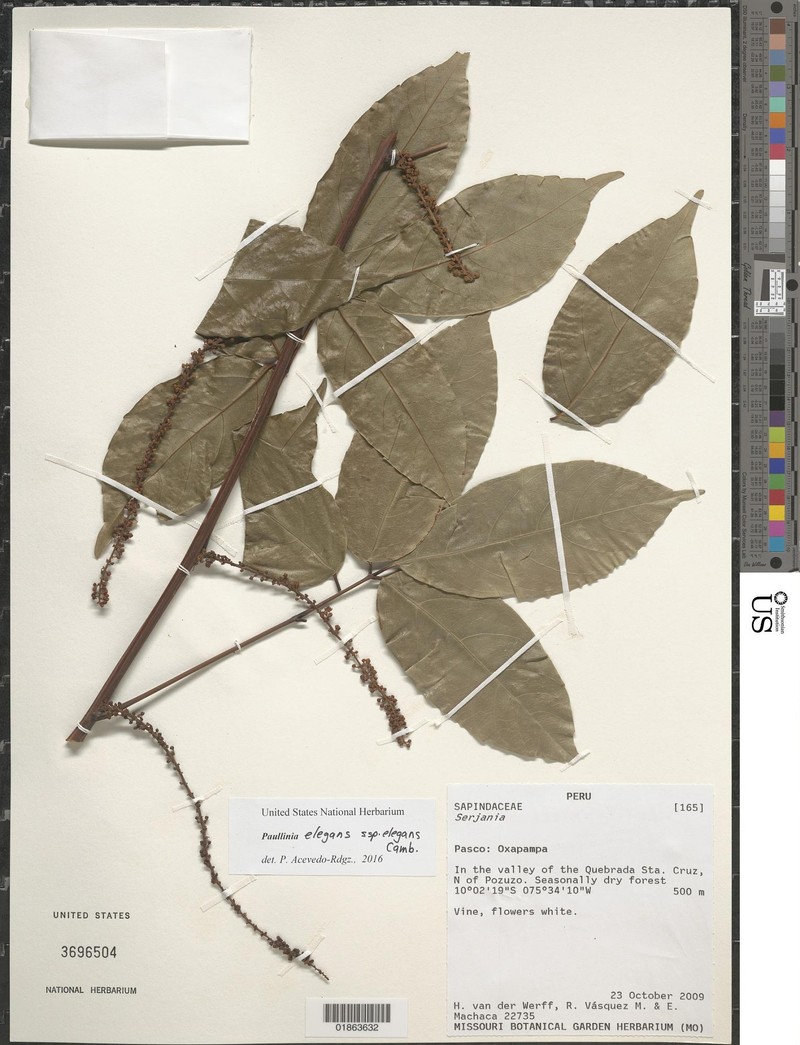 Paullinia elegans subsp. elegans