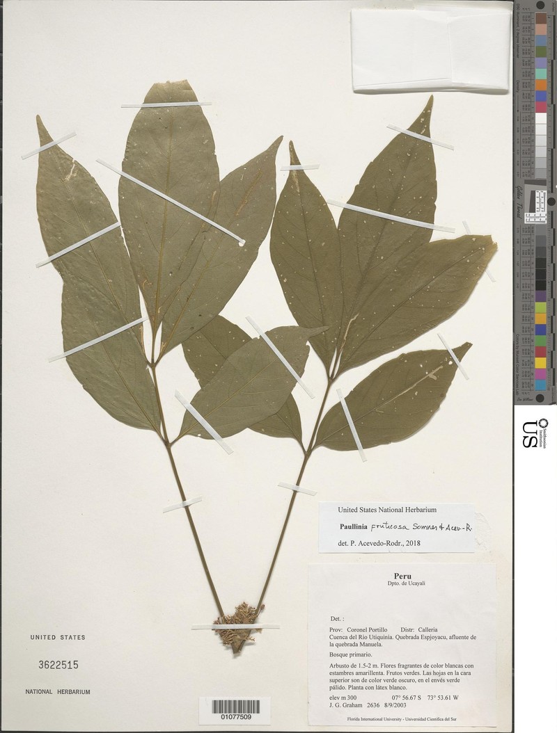 Paullinia fruticosa