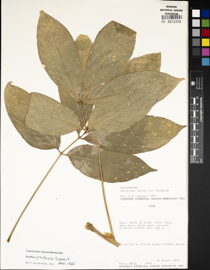 Paullinia fruticosa photo 3